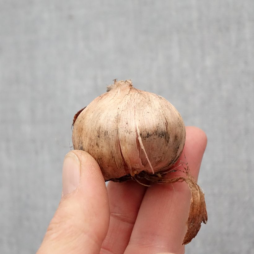 Gladiolus primulinus Bizar Bulbo taglia 12+ esemplare consegnato in primavera