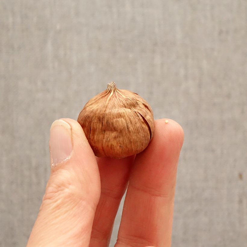 Gladiolus callianthus Bulbo taglia 8+ esemplare consegnato in primavera