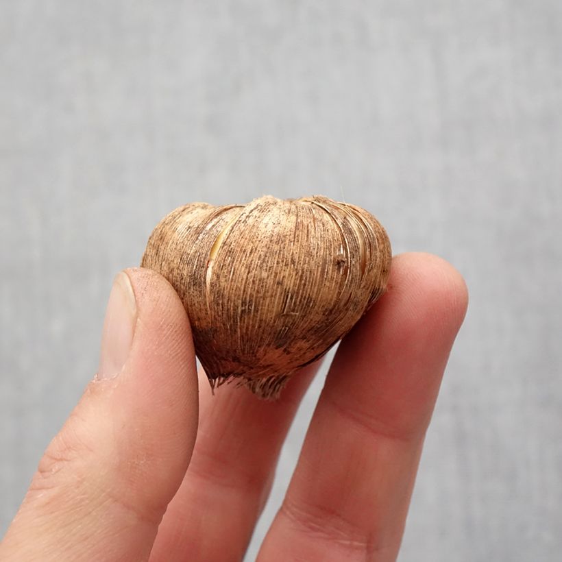 Gladiolo Fidelio Bulbo taglia 14+ esemplare consegnato in primavera