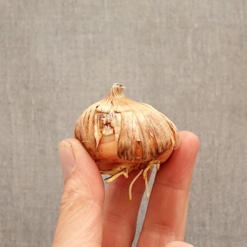 Gladiolo Priscilla Bulbo taglia 14+ esemplare consegnato in primavera