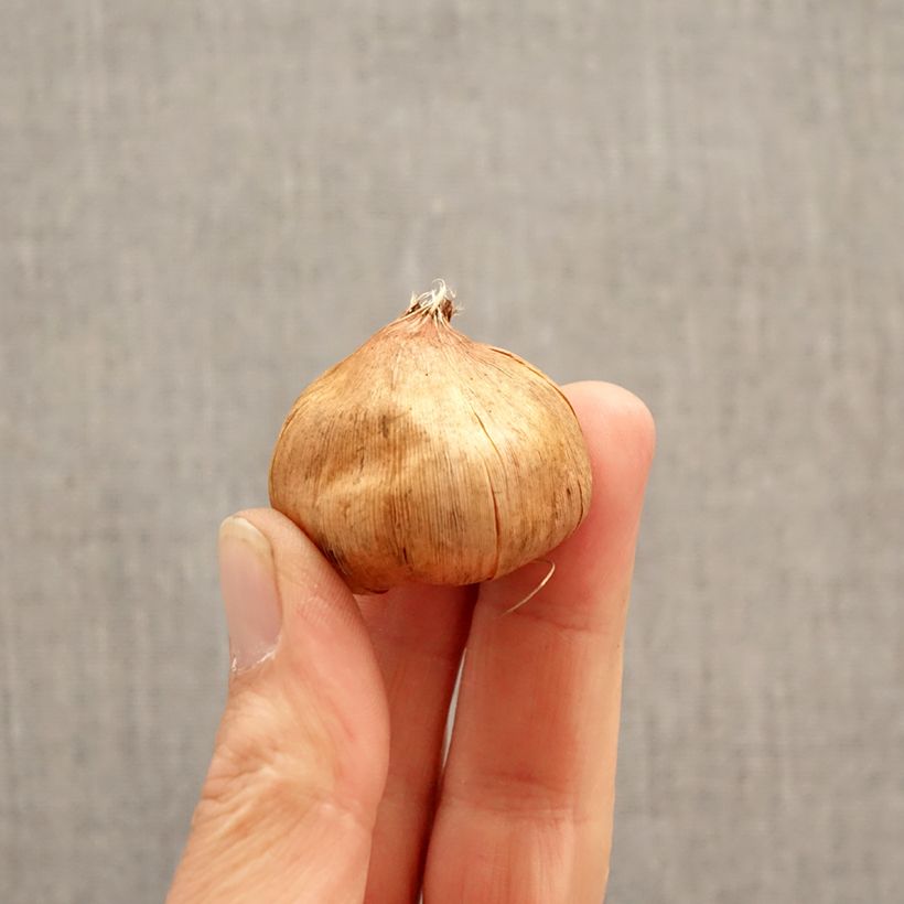 Gladiolo Vandohla Bulbo taglia 12/14 esemplare consegnato in primavera