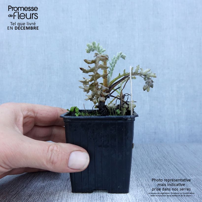 Glaucium flavum - Papavero cornuto Vasetto da 8/9 cm esemplare consegnato in inverno