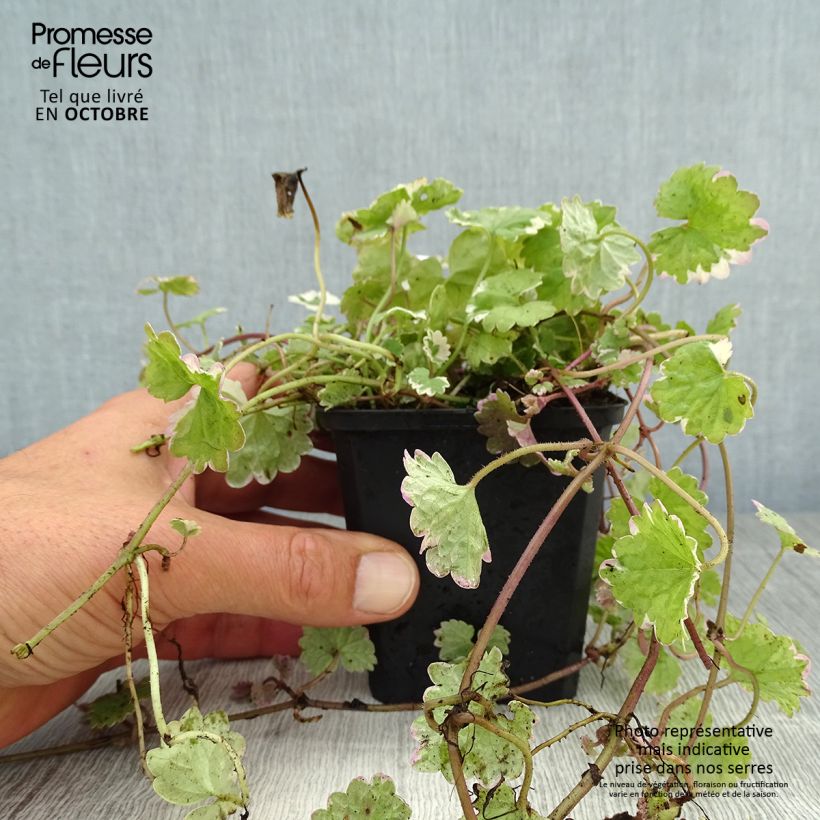 Esemplare di Glechoma hederacea Variegata Vasetto da 8/9 cm come consegnato in autunno