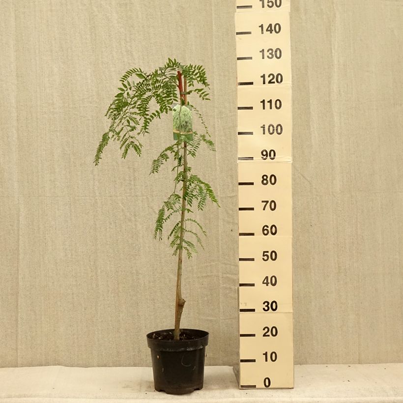 Esemplare di Gleditsia triacanthos Emerald Cascade Vaso da 12L/15L consegnato in estate