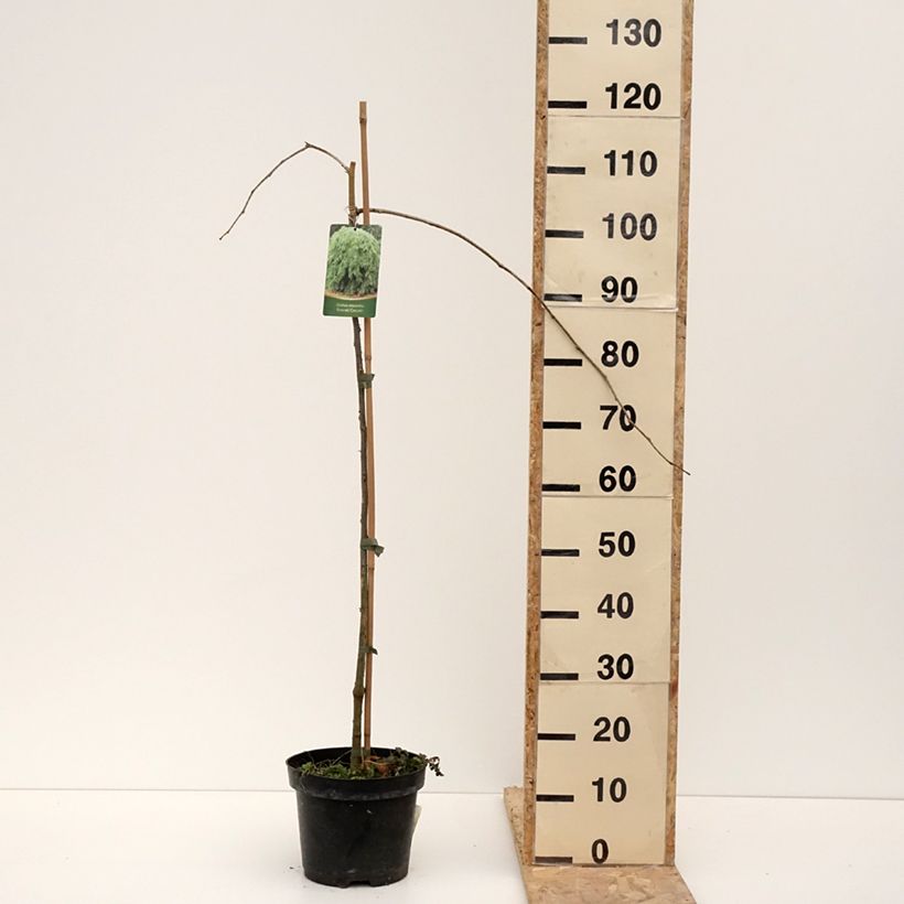 Gleditsia triacanthos Emerald Cascade Vaso da 12L/15L esemplare consegnato in inverno