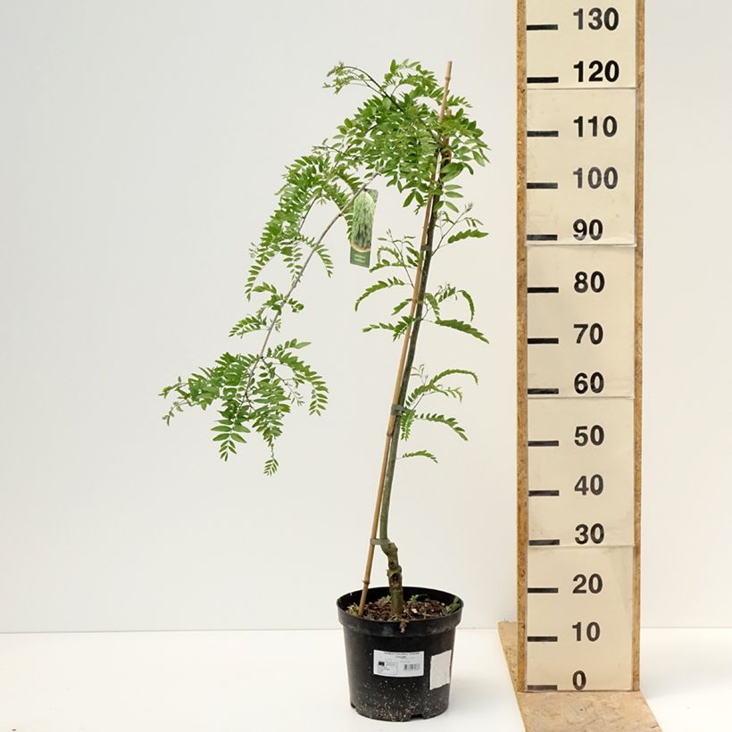 Gleditsia triacanthos Emerald Cascade Vaso da 12L/15L, Vaso impalcato esemplare consegnato in primavera