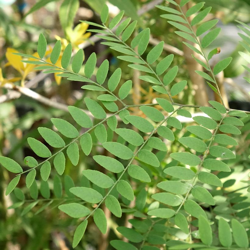 Gleditsia triacanthos Goofy (Fogliame)