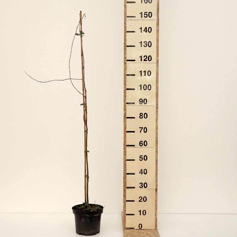 Gleditsia triacanthos Goofy Vaso da 7,5L/10L esemplare consegnato in inverno