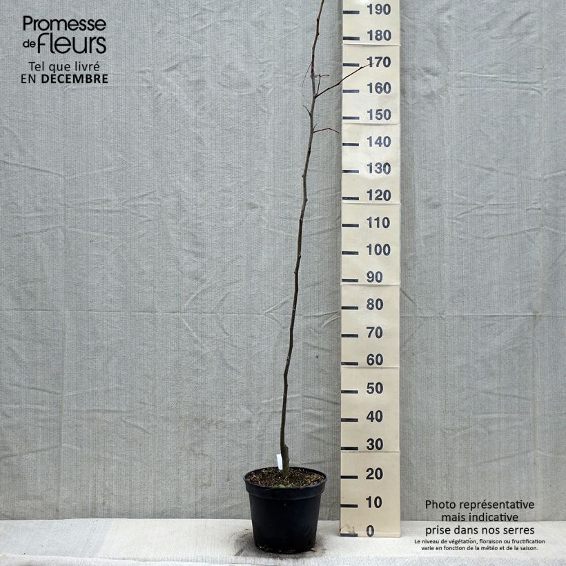 Gleditsia triacanthos f.inermis Shademaster Vaso da 7,5L/10L esemplare consegnato in inverno
