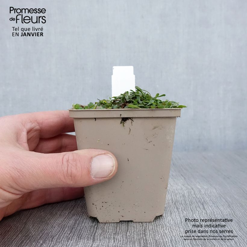 Globularia cordifolia - Vedovelle celesti Vasetto da 8/9 cm esemplare consegnato in inverno