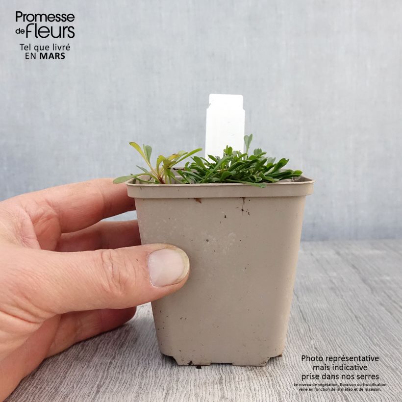 Globularia cordifolia - Vedovelle celesti Vasetto da 8/9 cm esemplare consegnato in primavera