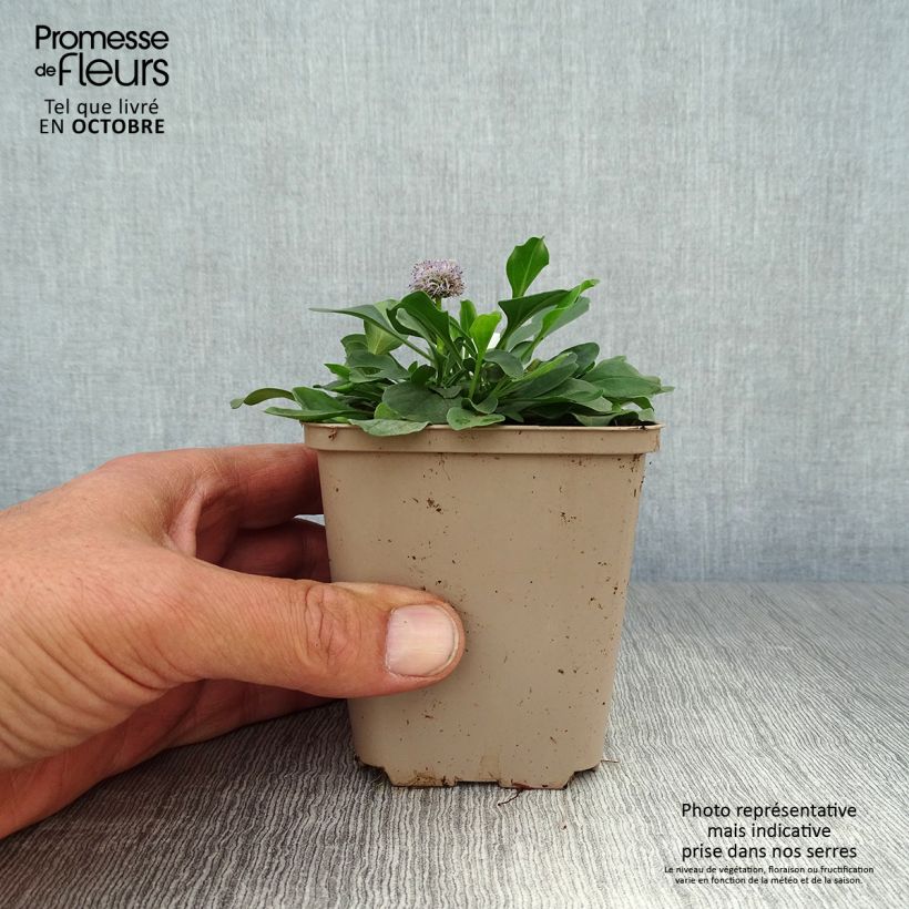 Esemplare di Globularia punctata - Globularia punteggiata Vasetto da 8/9 cm come consegnato in autunno