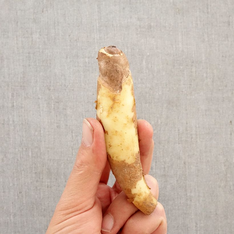 Gloriosa superba var. rothschildiana Bulbo esemplare consegnato in primavera