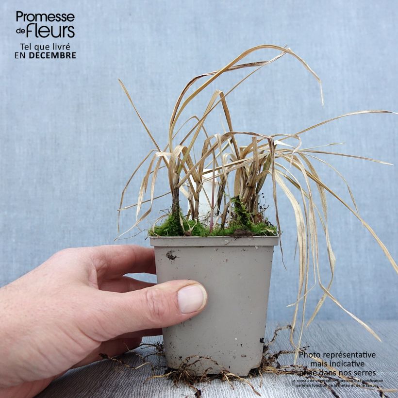 Esemplare di Glyceria maxima Variegata Vasetto da 8/9 cm come consegnato in autunno