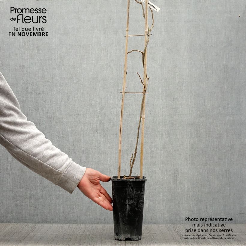Esemplare di Wisteria sinensis Blue Line - Glicine comune Vaso da 2L/3L come consegnato in autunno