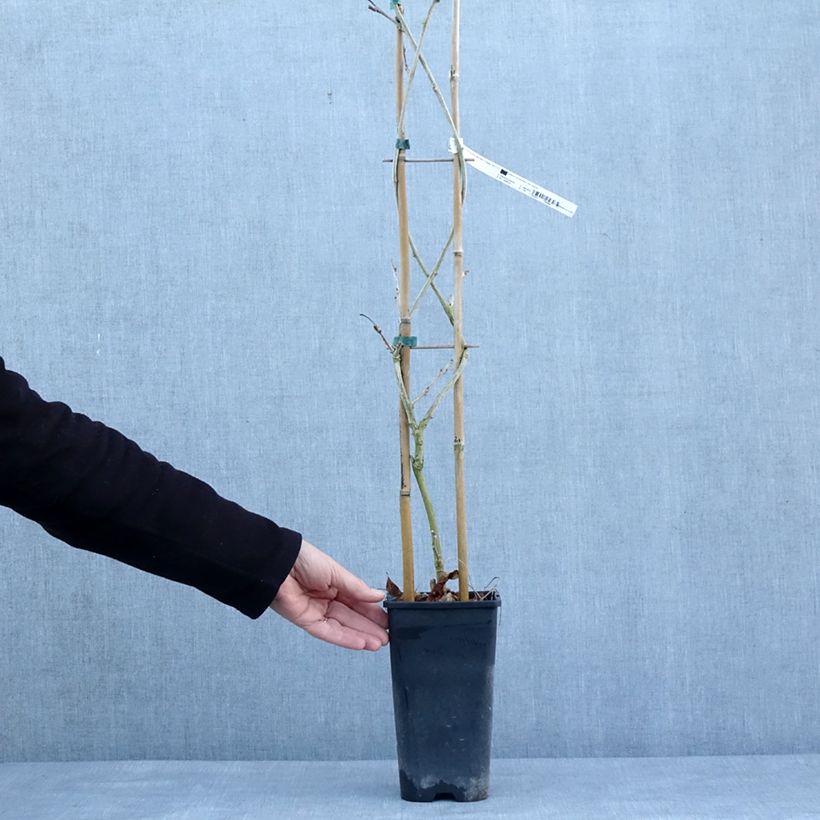 Wisteria sinensis Blue Line - Glicine comune Vaso da 2L/3L esemplare consegnato in inverno