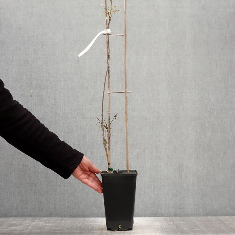 Wisteria sinensis Blue Line - Glicine comune Vaso da 2L/3L esemplare consegnato in primavera