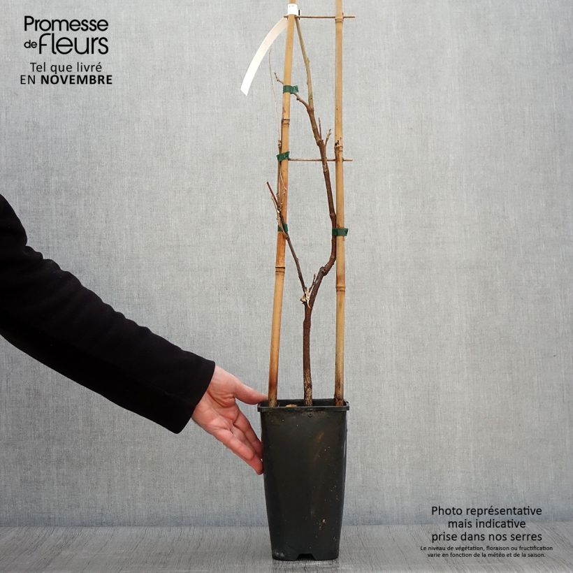 Esemplare di Wisteria sinensis Caroline - Glicine comune Vaso da 2L/3L come consegnato in autunno