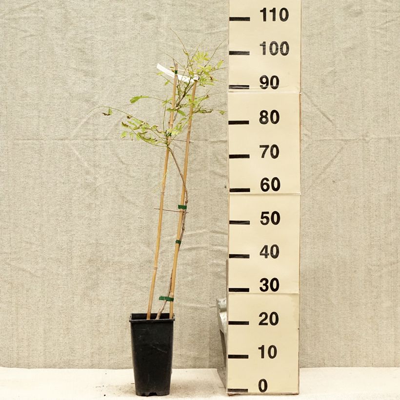 Esemplare di Wisteria sinensis Caroline - Glicine comune Vaso da 2L/3L consegnato in estate