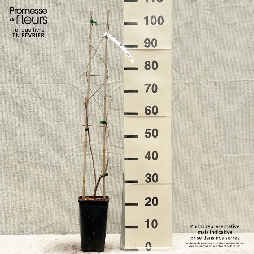 Wisteria sinensis Caroline - Glicine comune Vaso da 2L/3L esemplare consegnato in inverno