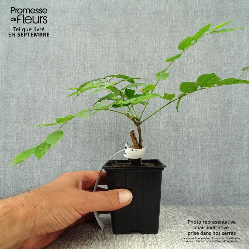 Esemplare di Wisteria sinensis Alba - Glicine comune Vasetto da 8/9 cm come consegnato in autunno