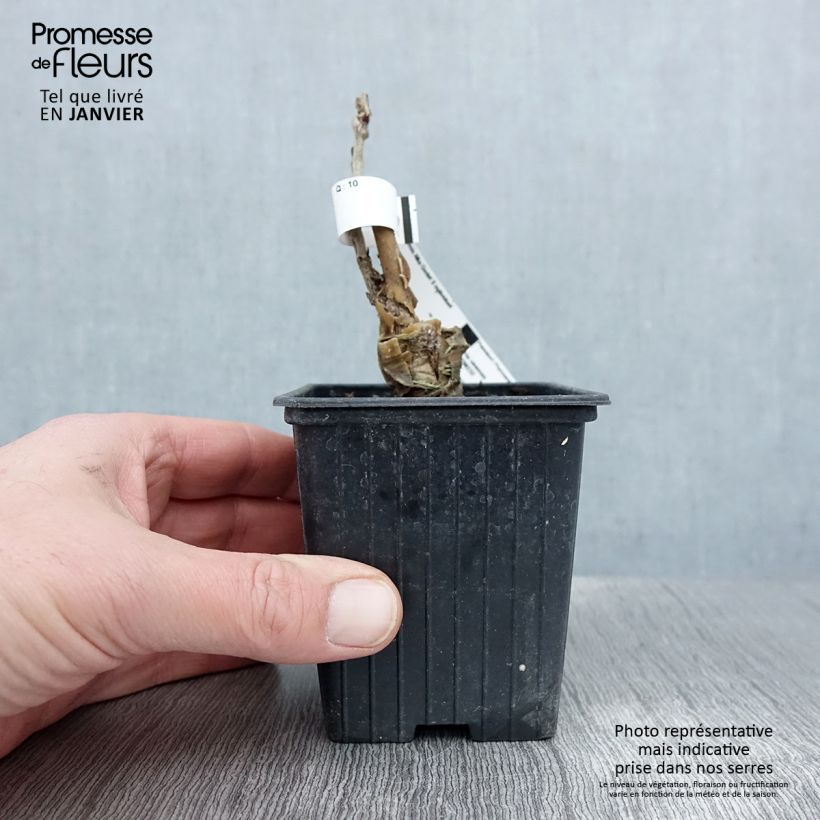 Wisteria sinensis Alba - Glicine comune Vasetto da 8/9 cm esemplare consegnato in inverno