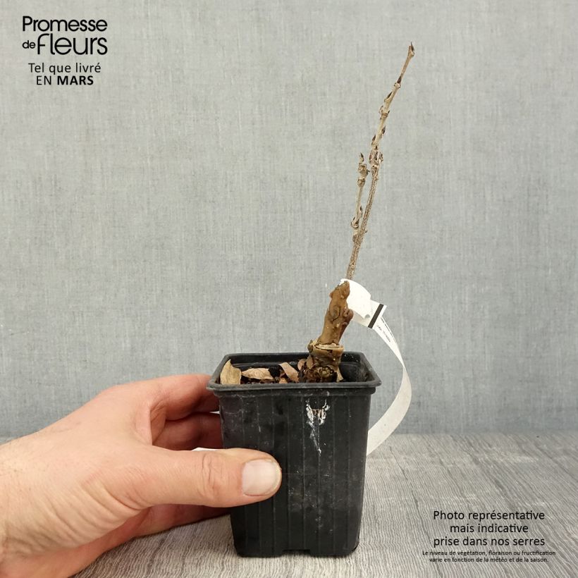 Wisteria sinensis Alba - Glicine comune Vasetto da 8/9 cm esemplare consegnato in primavera