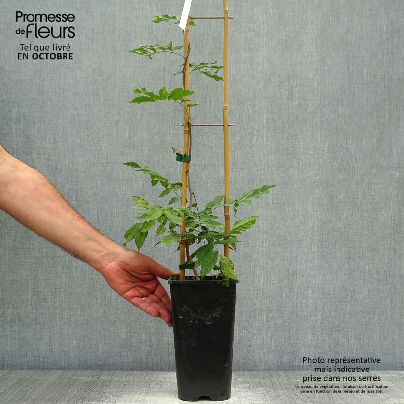 Esemplare di Wisteria sinensis Alba - Glicine comune Vaso da 2L/3L come consegnato in autunno