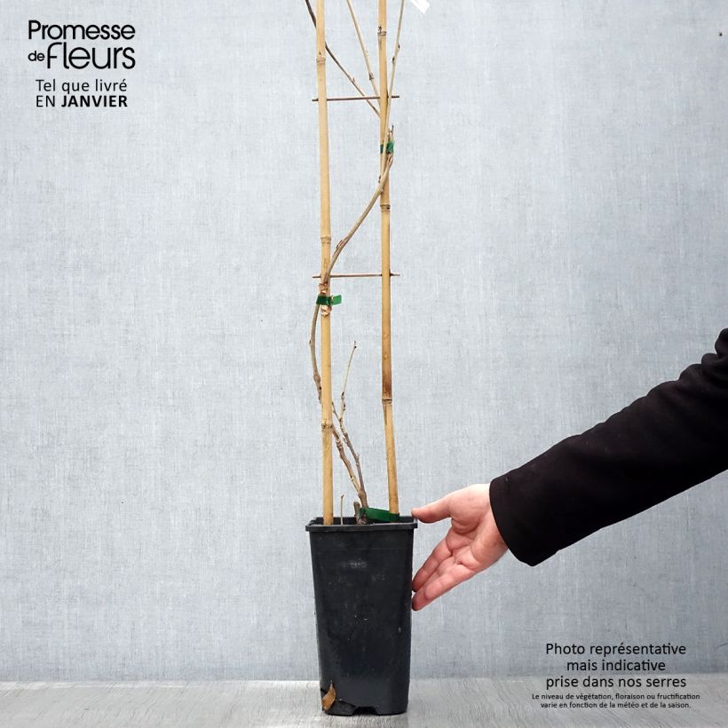 Wisteria sinensis Alba - Glicine comune Vaso da 2L/3L esemplare consegnato in inverno