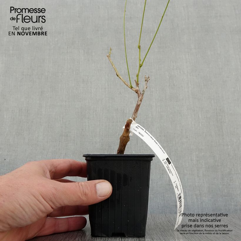Esemplare di Wisteria sinensis - Glicine comune Vasetto da 8/9 cm come consegnato in autunno