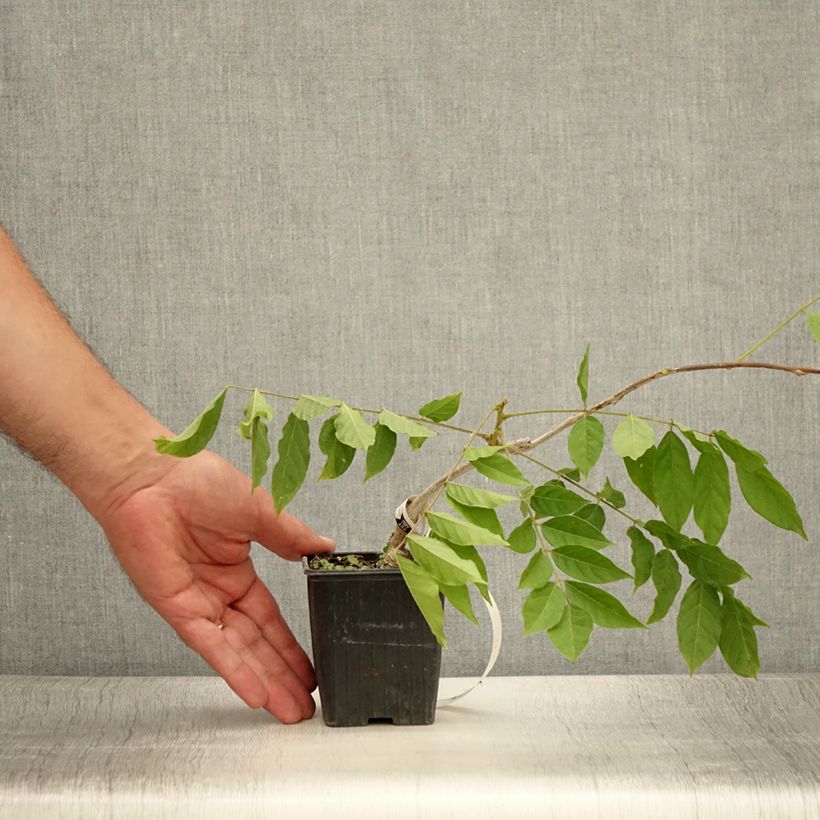 Esemplare di Glicine comune - Wisteria sinensis Vasetto da 8/9 cm consegnato in estate