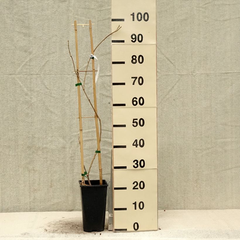 Wisteria sinensis Flore Pleno - Glicine comune Vaso da 3L/4L esemplare consegnato in primavera