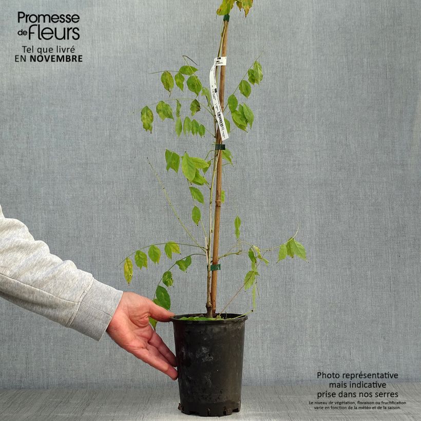 Esemplare di Wisteria sinensis - Glicine comune Vaso da 2L/3L come consegnato in autunno