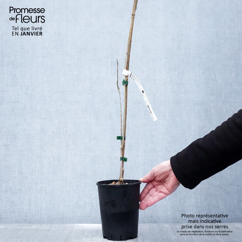 Glicine comune - Wisteria sinensis Vaso da 2L/3L esemplare consegnato in inverno