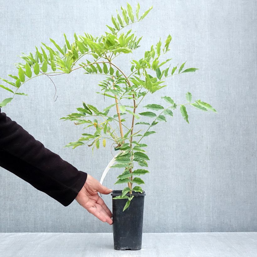 Esemplare di Wisteria formosa - Glicine Vaso da 1,5L/2L come consegnato in autunno