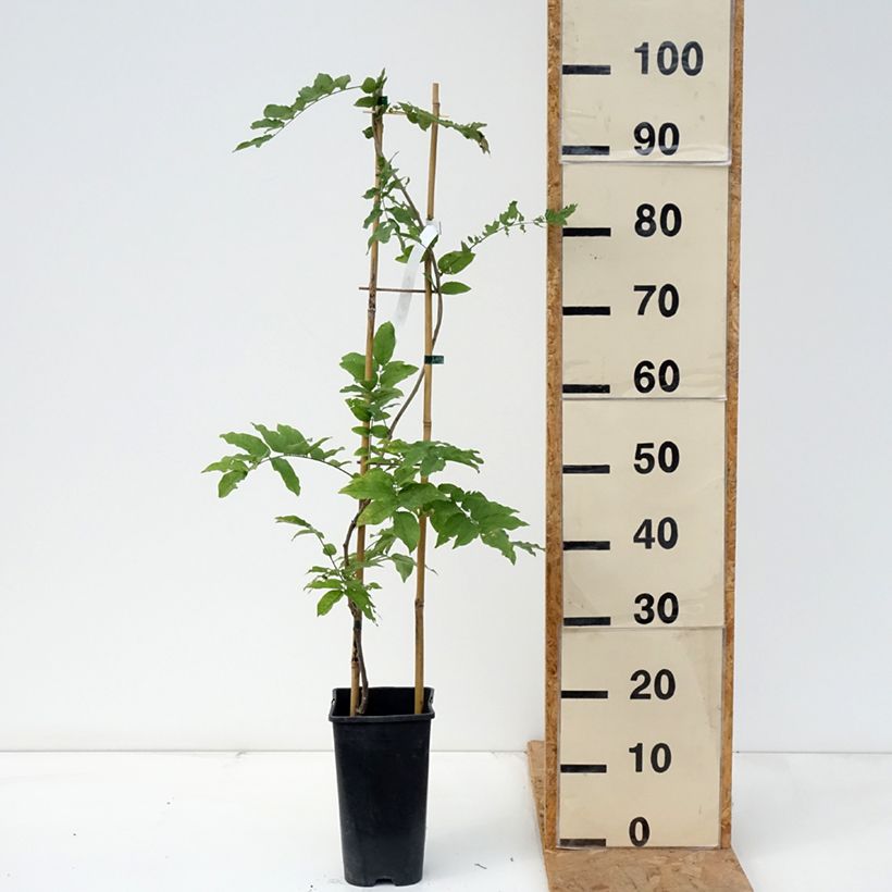 Esemplare di Wisteria formosa - Glicine Vaso da 3L/4L come consegnato in autunno