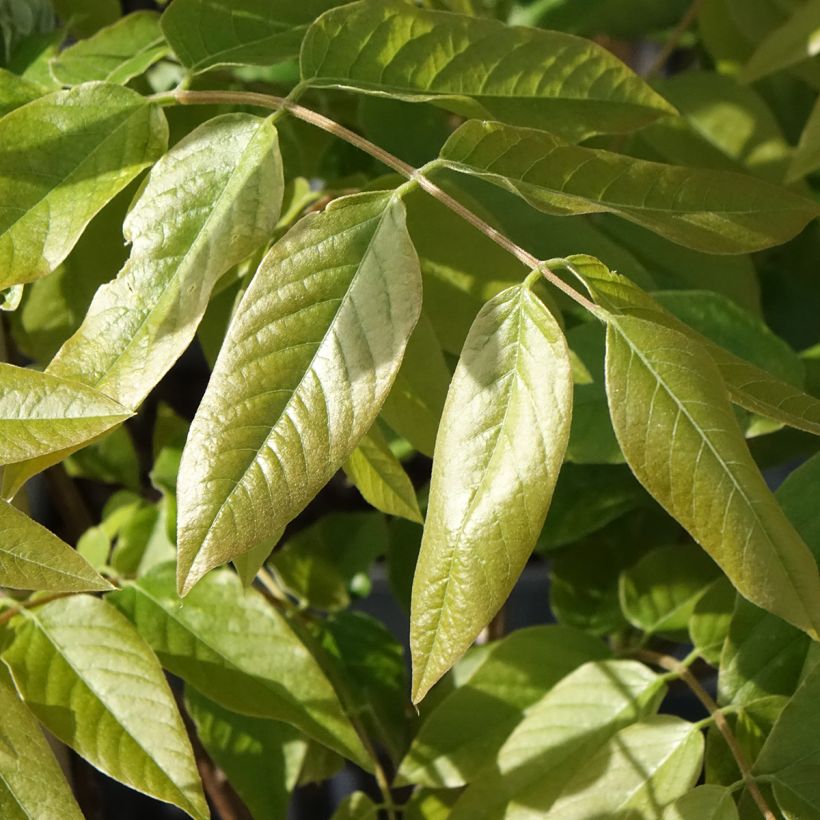 Wisteria brachybotrys Shiro-Beni - Glicine (Fogliame)