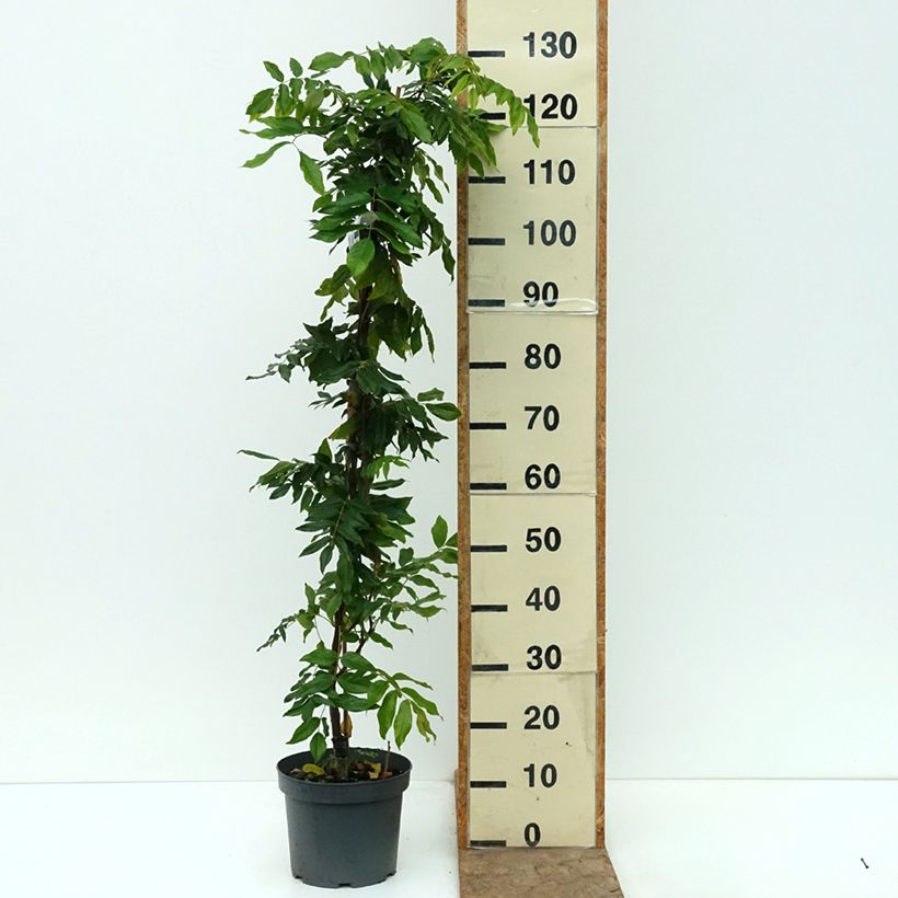 Esemplare di Wisteria brachybotrys Shiro-Beni - Glicine Vaso da 4L/5L come consegnato in autunno