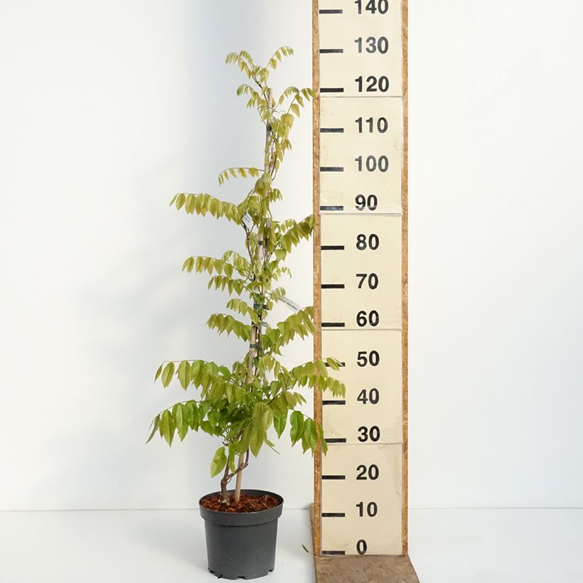 Wisteria brachybotrys Shiro-Beni - Glicine Vaso da 4L/5L esemplare consegnato in primavera