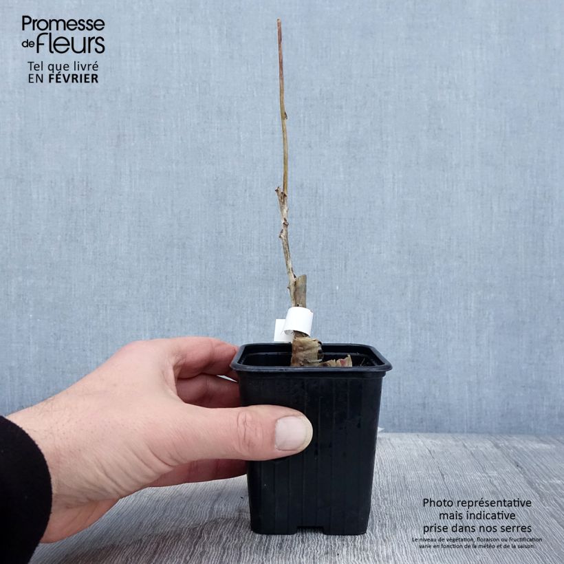 Wisteria floribunda Alba - Glicine Vasetto da 8/9 cm esemplare consegnato in inverno