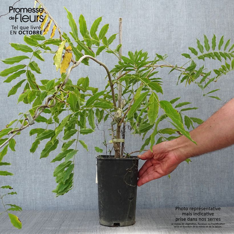Esemplare di Wisteria floribunda Alba - Glicine Vaso da 2L/3L come consegnato in autunno