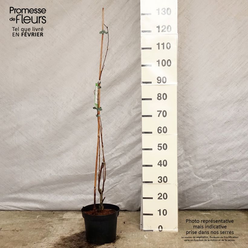 Wisteria floribunda Alba - Glicine Vaso da 3L/4L esemplare consegnato in inverno