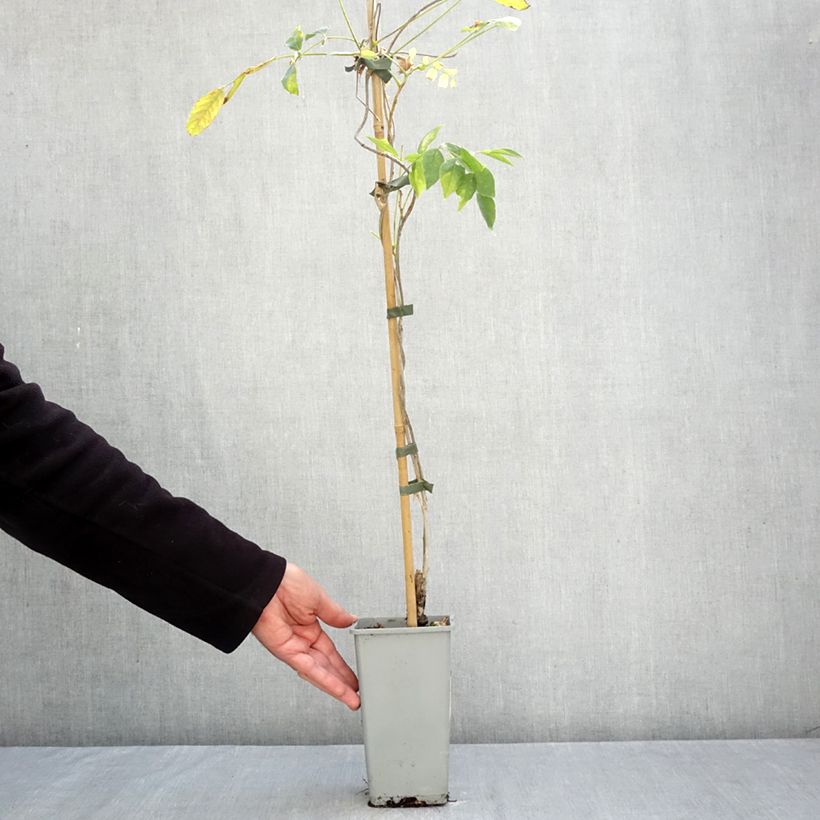 Esemplare di Wisteria floribunda Domino - Glicine Vaso da 3L/4L come consegnato in autunno