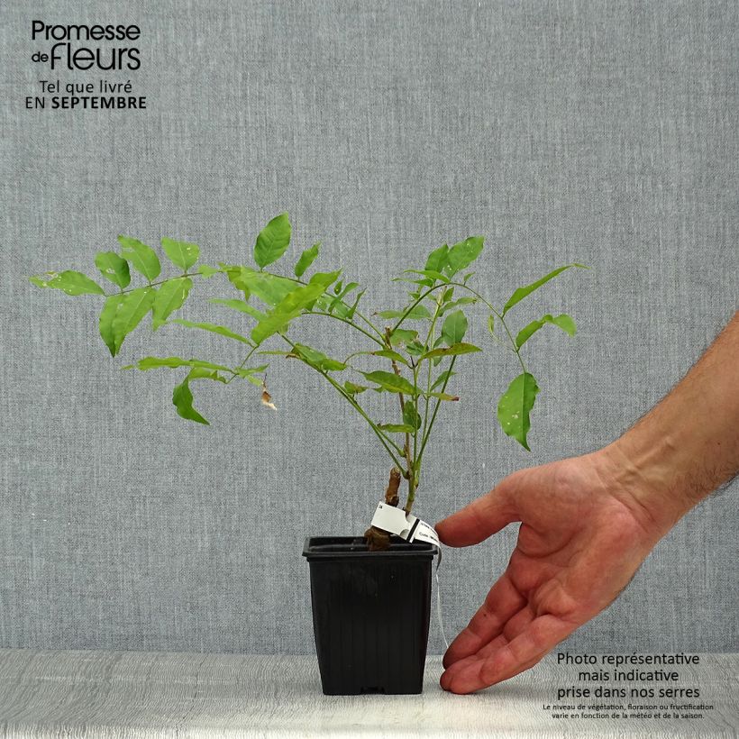 Esemplare di Wisteria floribunda - Glicine Vasetto da 8/9 cm come consegnato in autunno