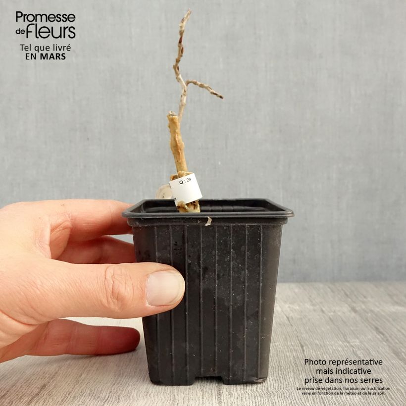 Wisteria floribunda - Glicine Vasetto da 8/9 cm esemplare consegnato in primavera