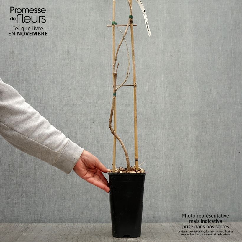Esemplare di Wisteria floribunda - Glicine Vaso da 3L/4L come consegnato in autunno