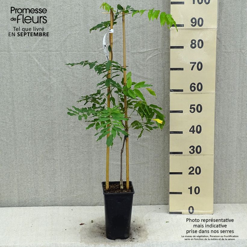 Esemplare di Wisteria floribunda Honbeni - Glicine Vaso da 2L/3L come consegnato in autunno