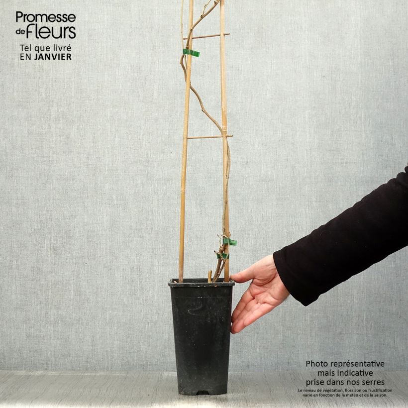 Wisteria floribunda Honbeni - Glicine Vaso da 2L/3L esemplare consegnato in inverno