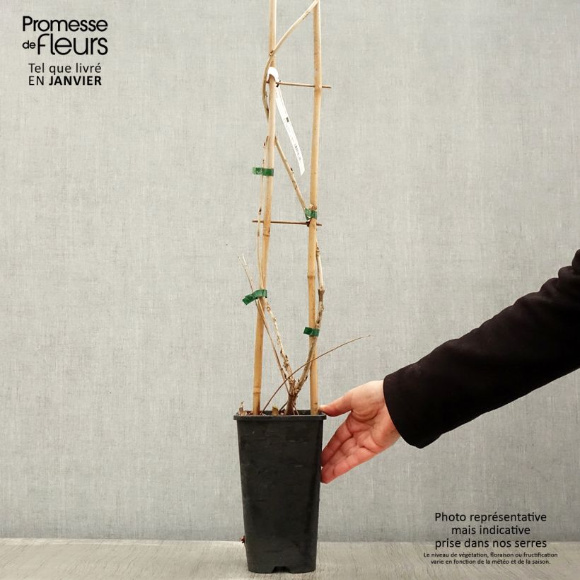 Wisteria floribunda Macrobotrys - Glicine Vaso da 2L/3L esemplare consegnato in inverno