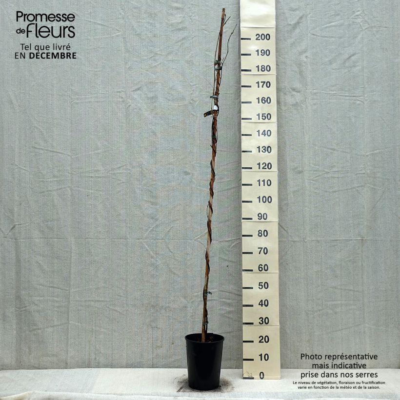 Wisteria floribunda Shiro-noda - Glicine Vaso da 4L/5L esemplare consegnato in inverno